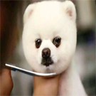 寵物養(yǎng)護與經(jīng)營專業(yè)