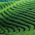 茶葉生產(chǎn)與加工專業(yè)